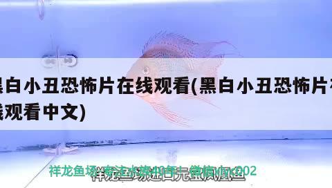 黑白小丑恐怖片在線觀看(黑白小丑恐怖片在線觀看中文) 觀賞魚(yú)