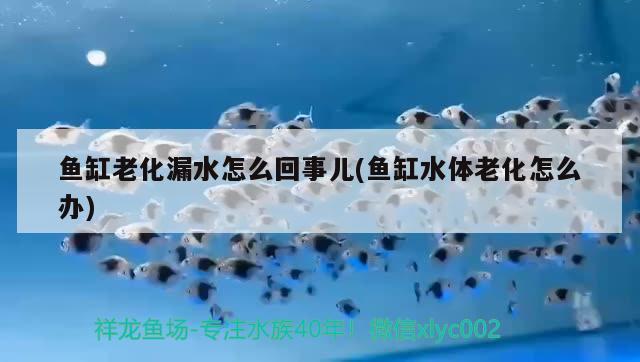 魚缸老化漏水怎么回事兒(魚缸水體老化怎么辦)