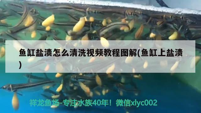 魚缸鹽漬怎么清洗視頻教程圖解(魚缸上鹽漬) 財(cái)神鸚鵡魚