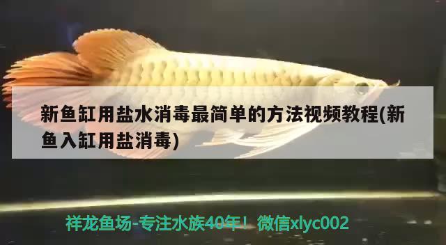 新魚(yú)缸用鹽水消毒最簡(jiǎn)單的方法視頻教程(新魚(yú)入缸用鹽消毒)