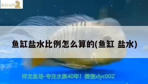 魚缸鹽水比例怎么算的(魚缸鹽水)