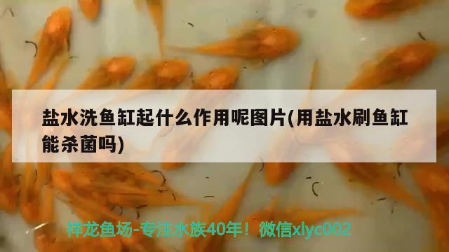 鹽水洗魚缸起什么作用呢圖片(用鹽水刷魚缸能殺菌嗎) 元寶鯽