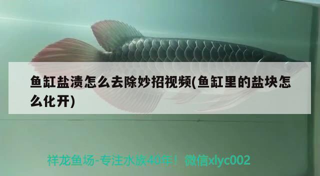 魚缸鹽漬怎么去除妙招視頻(魚缸里的鹽塊怎么化開)