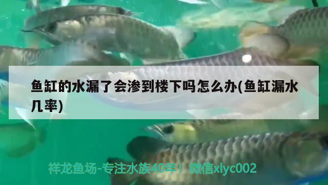 魚缸的水漏了會(huì)滲到樓下嗎怎么辦(魚缸漏水幾率)