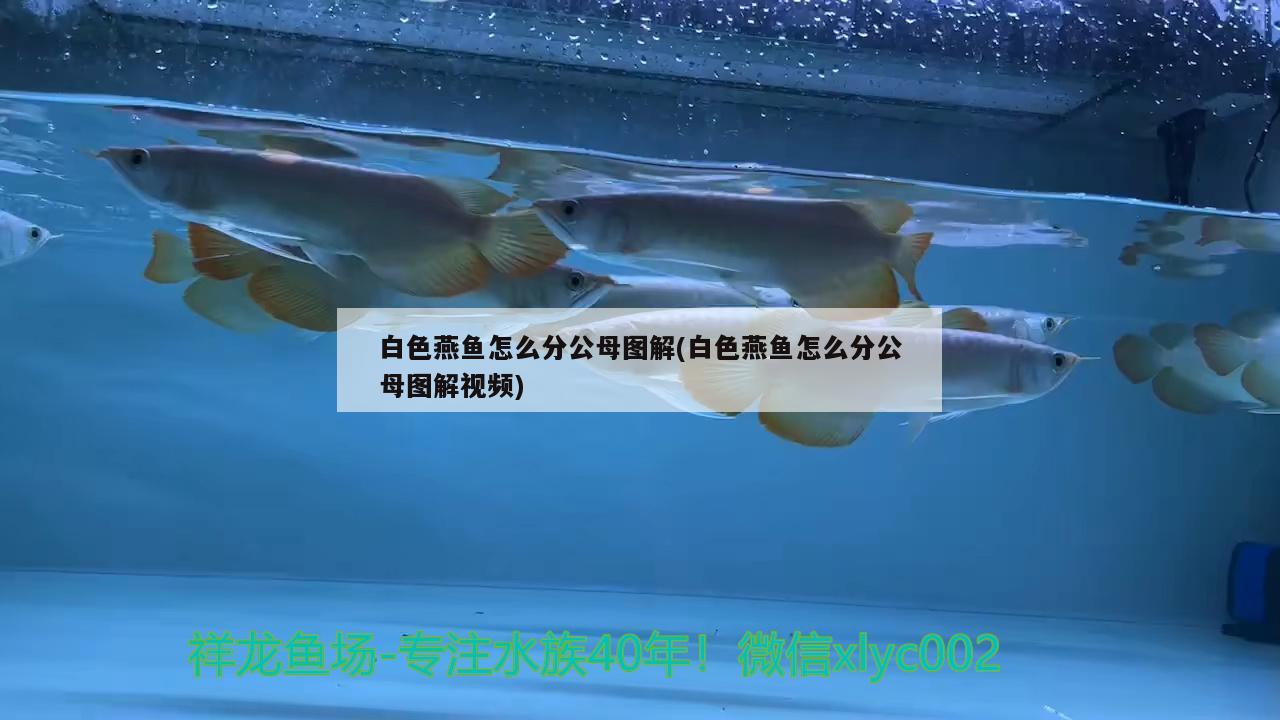 白色燕魚怎么分公母圖解(白色燕魚怎么分公母圖解視頻)