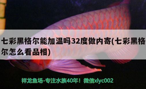 七彩黑格爾能加溫嗎32度做內(nèi)寄(七彩黑格爾怎么看品相)