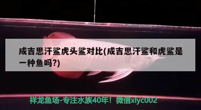 成吉思汗鯊虎頭鯊對比(成吉思汗鯊和虎鯊是一種魚嗎?) 成吉思汗鯊（球鯊）魚