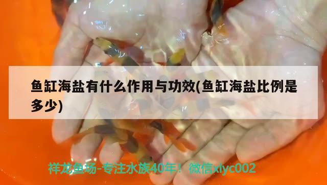 魚缸海鹽有什么作用與功效(魚缸海鹽比例是多少) 祥禾Super Red紅龍魚