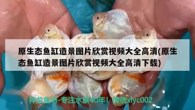 原生態(tài)魚缸造景圖片欣賞視頻大全高清(原生態(tài)魚缸造景圖片欣賞視頻大全高清下載)