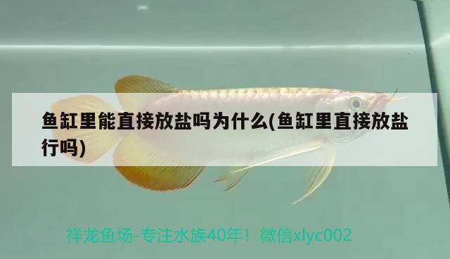 魚缸里能直接放鹽嗎為什么(魚缸里直接放鹽行嗎) BD魟魚