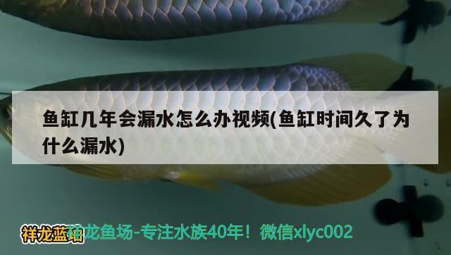 魚缸幾年會漏水怎么辦視頻(魚缸時間久了為什么漏水)