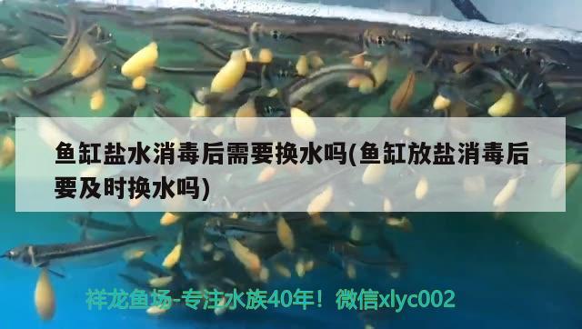 魚缸鹽水消毒后需要換水嗎(魚缸放鹽消毒后要及時(shí)換水嗎)