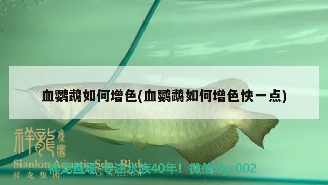 血鸚鵡如何增色(血鸚鵡如何增色快一點(diǎn)) 鸚鵡魚(yú)