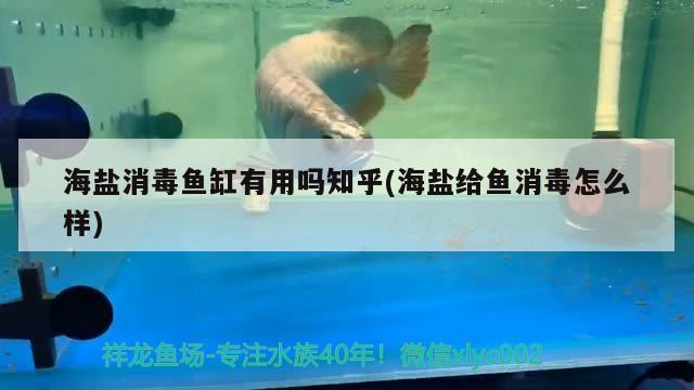 海鹽消毒魚缸有用嗎知乎(海鹽給魚消毒怎么樣) 藍底過背金龍魚