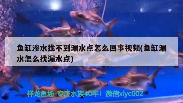 魚缸滲水找不到漏水點怎么回事視頻(魚缸漏水怎么找漏水點)