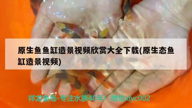 原生魚魚缸造景視頻欣賞大全下載(原生態(tài)魚缸造景視頻)