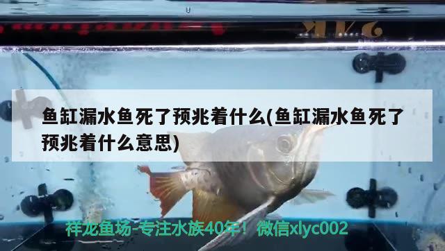 魚缸漏水魚死了預(yù)兆著什么(魚缸漏水魚死了預(yù)兆著什么意思)