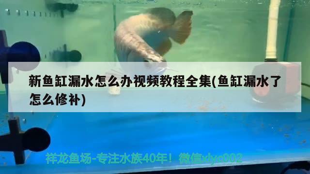 新魚缸漏水怎么辦視頻教程全集(魚缸漏水了怎么修補(bǔ)) 魚缸水泵