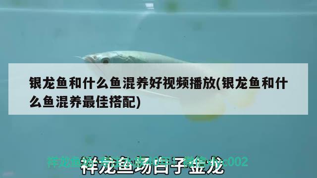 銀龍魚和什么魚混養(yǎng)好視頻播放(銀龍魚和什么魚混養(yǎng)最佳搭配)