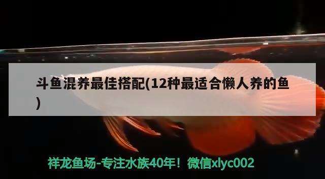 斗魚混養(yǎng)最佳搭配(12種最適合懶人養(yǎng)的魚) 觀賞魚