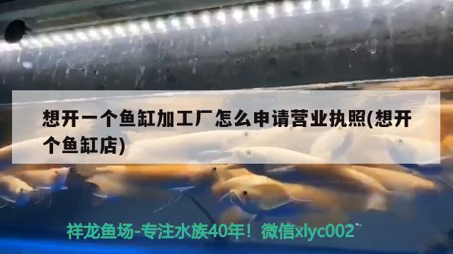 想開一個魚缸加工廠怎么申請營業(yè)執(zhí)照(想開個魚缸店) 生態(tài)瓶/創(chuàng)意缸/桌面微景缸