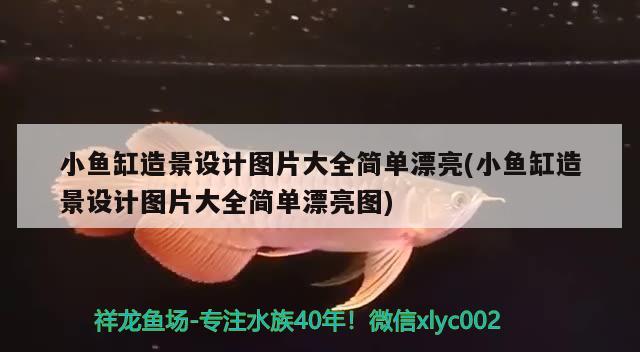 小魚缸造景設計圖片大全簡單漂亮(小魚缸造景設計圖片大全簡單漂亮圖)