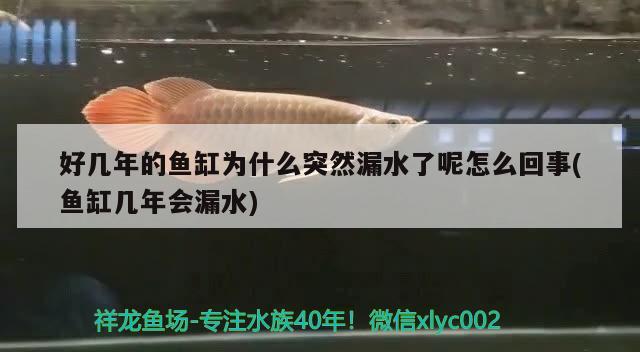 好幾年的魚缸為什么突然漏水了呢怎么回事(魚缸幾年會漏水) 白條過背金龍魚