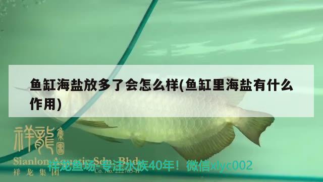 魚(yú)缸海鹽放多了會(huì)怎么樣(魚(yú)缸里海鹽有什么作用) 黑帝王魟魚(yú)