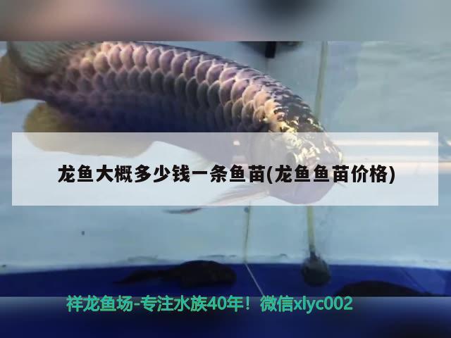 龍魚大概多少錢一條魚苗(龍魚魚苗價格) 觀賞魚