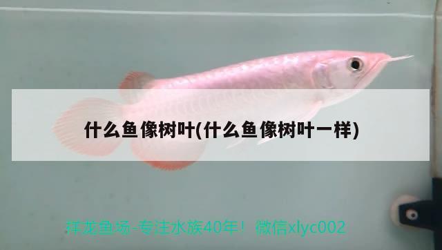 什么魚像樹葉(什么魚像樹葉一樣)