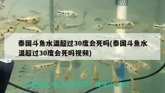 泰國斗魚水溫超過30度會死嗎(泰國斗魚水溫超過30度會死嗎視頻) 泰國斗魚 第2張