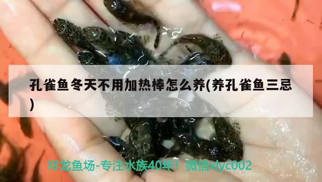 孔雀魚冬天不用加熱棒怎么養(yǎng)(養(yǎng)孔雀魚三忌)