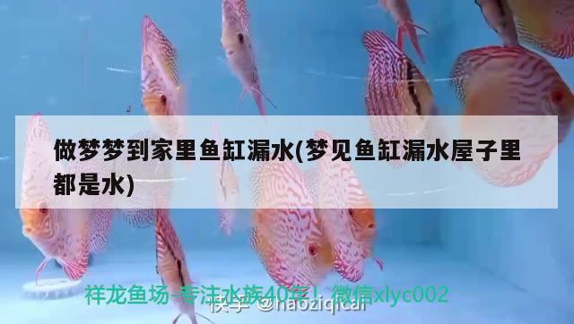 做夢夢到家里魚缸漏水(夢見魚缸漏水屋子里都是水)