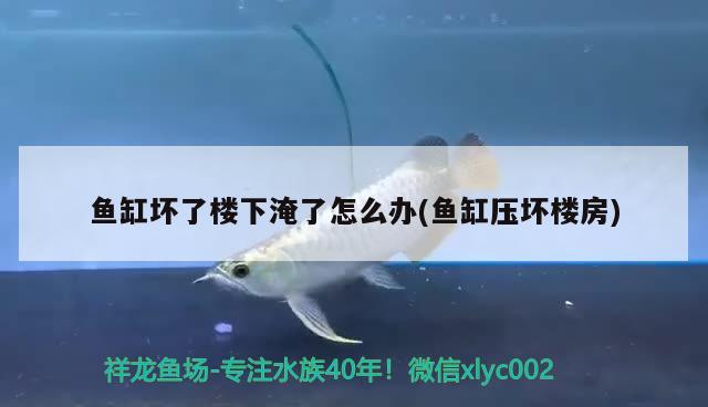 魚缸壞了樓下淹了怎么辦(魚缸壓壞樓房)