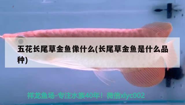 五花長尾草金魚像什么(長尾草金魚是什么品種)