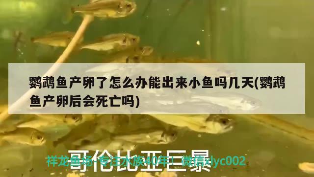 鸚鵡魚產(chǎn)卵了怎么辦能出來小魚嗎幾天(鸚鵡魚產(chǎn)卵后會死亡嗎)