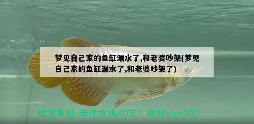 夢見自己家的魚缸漏水了,和老婆吵架(夢見自己家的魚缸漏水了,和老婆吵架了) 祥龍赫舞紅龍魚