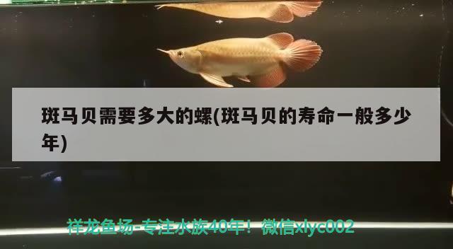 斑馬貝需要多大的螺(斑馬貝的壽命一般多少年)