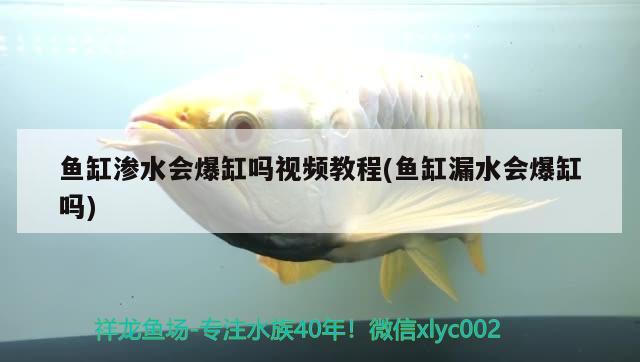 魚(yú)缸滲水會(huì)爆缸嗎視頻教程(魚(yú)缸漏水會(huì)爆缸嗎) 奈及利亞紅圓點(diǎn)狗頭