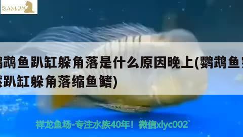 鸚鵡魚趴缸躲角落是什么原因晚上(鸚鵡魚突然趴缸躲角落縮魚鰭)