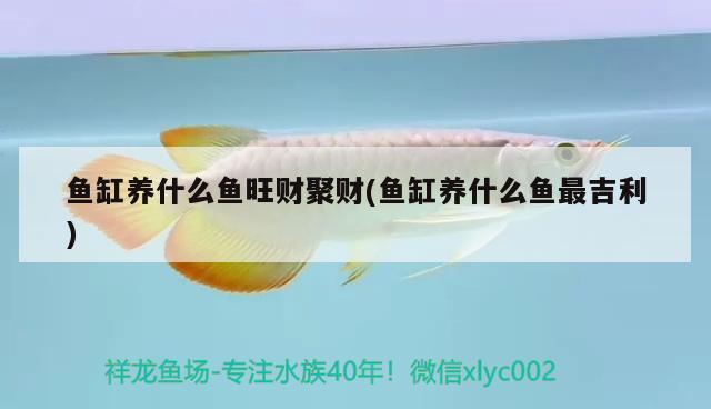 魚缸養(yǎng)什么魚旺財聚財(魚缸養(yǎng)什么魚最吉利) 過背金龍魚