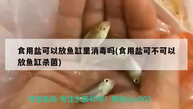 食用鹽可以放魚(yú)缸里消毒嗎(食用鹽可不可以放魚(yú)缸殺菌)