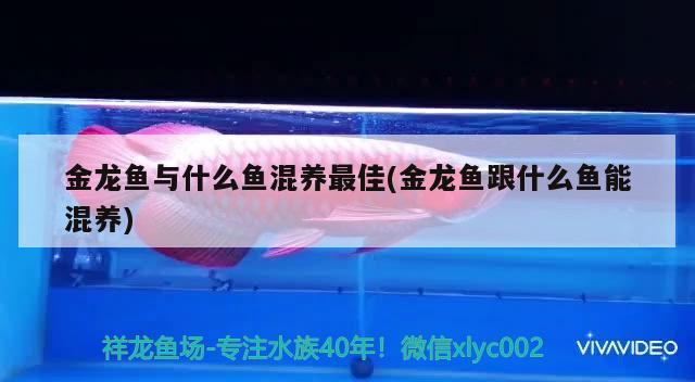 金龍魚與什么魚混養(yǎng)最佳(金龍魚跟什么魚能混養(yǎng))