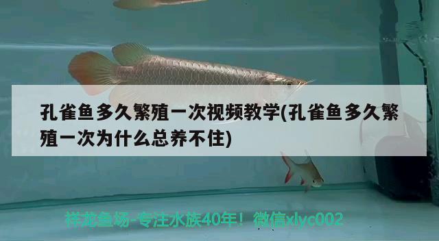 孔雀魚多久繁殖一次視頻教學(xué)(孔雀魚多久繁殖一次為什么總養(yǎng)不住) 觀賞魚