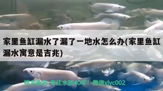 家里魚(yú)缸漏水了漏了一地水怎么辦(家里魚(yú)缸漏水寓意是吉兆) 斑馬狗頭魚(yú)