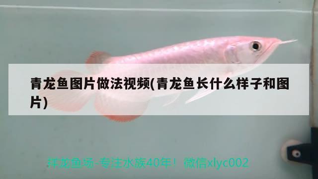 青龍魚圖片做法視頻(青龍魚長什么樣子和圖片)