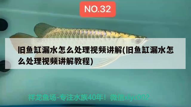 舊魚缸漏水怎么處理視頻講解(舊魚缸漏水怎么處理視頻講解教程) 鸚鵡魚