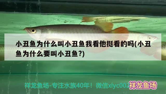 小丑魚(yú)為什么叫小丑魚(yú)我看他挺看的嗎(小丑魚(yú)為什么要叫小丑魚(yú)?)