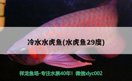 冷水水虎魚(水虎魚29度)