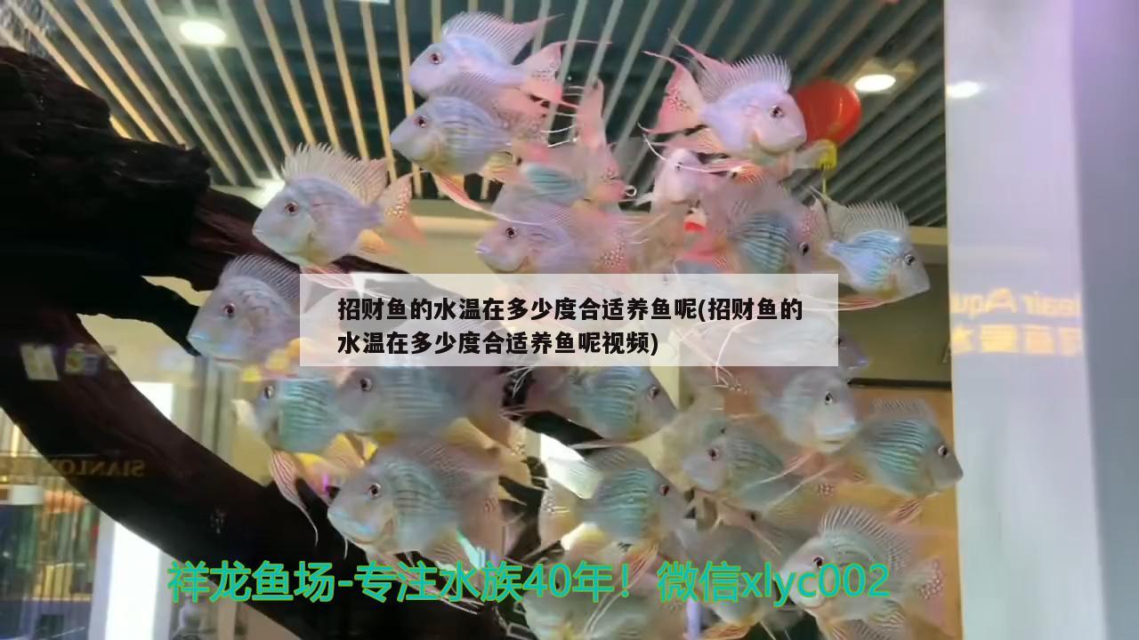 招財魚的水溫在多少度合適養(yǎng)魚呢(招財魚的水溫在多少度合適養(yǎng)魚呢視頻) 觀賞魚